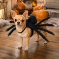 Chihuahua wearing spider pet costume